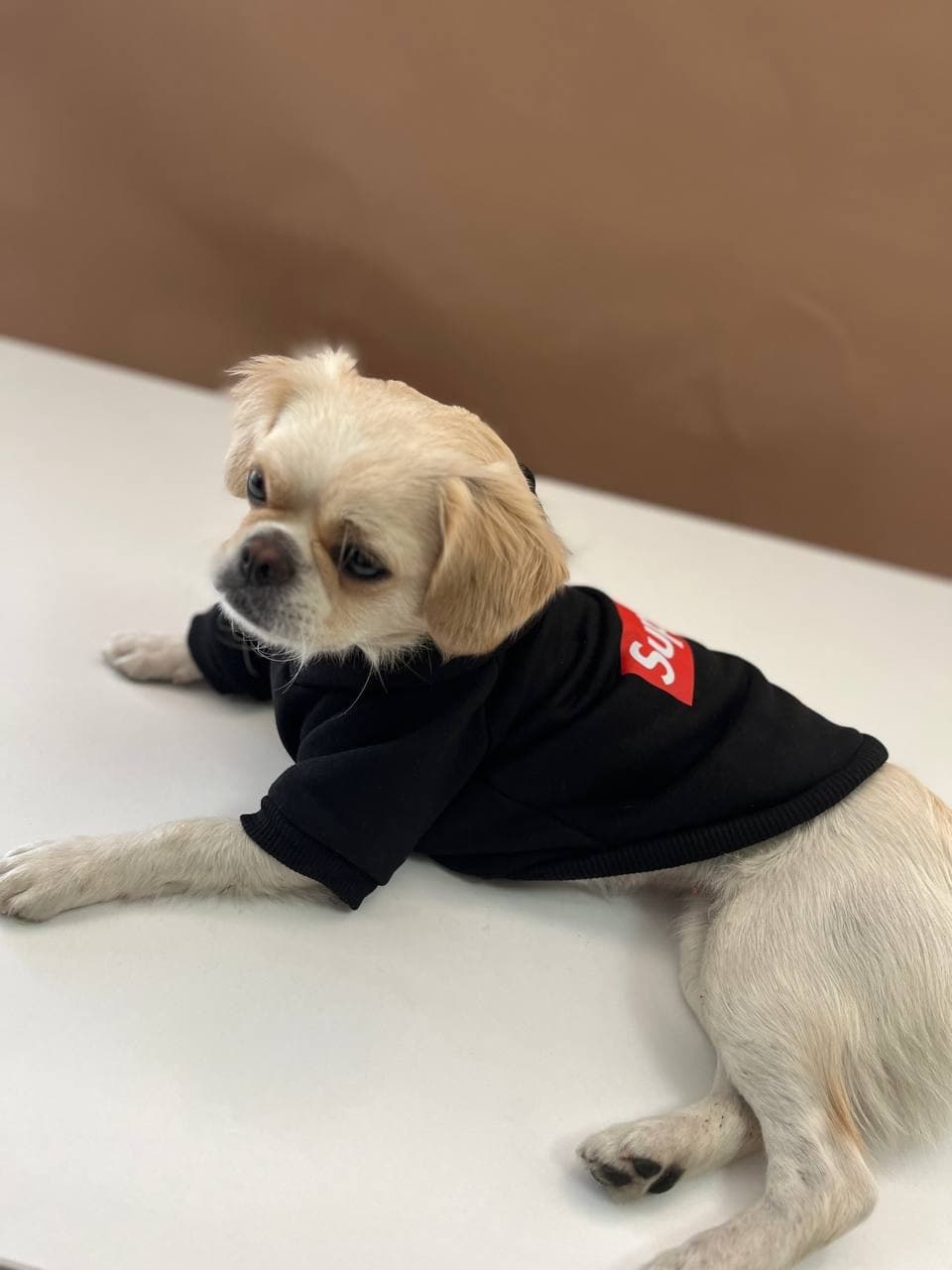 Siyah Köpek Hoodie